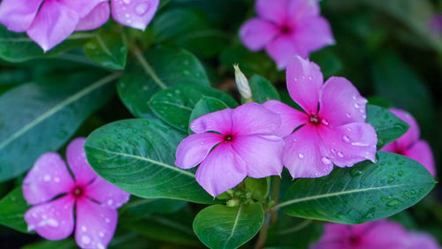 Close-up of pink flowering plant