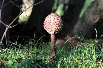 Close-up of mushroom growing on field