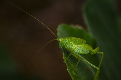 Close-up of a green graahopper nymph om a fig leaf