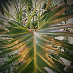 Low angle view of plant