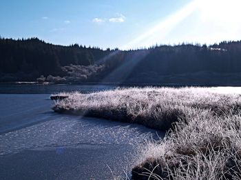 Scenic view of lake in forest against sky