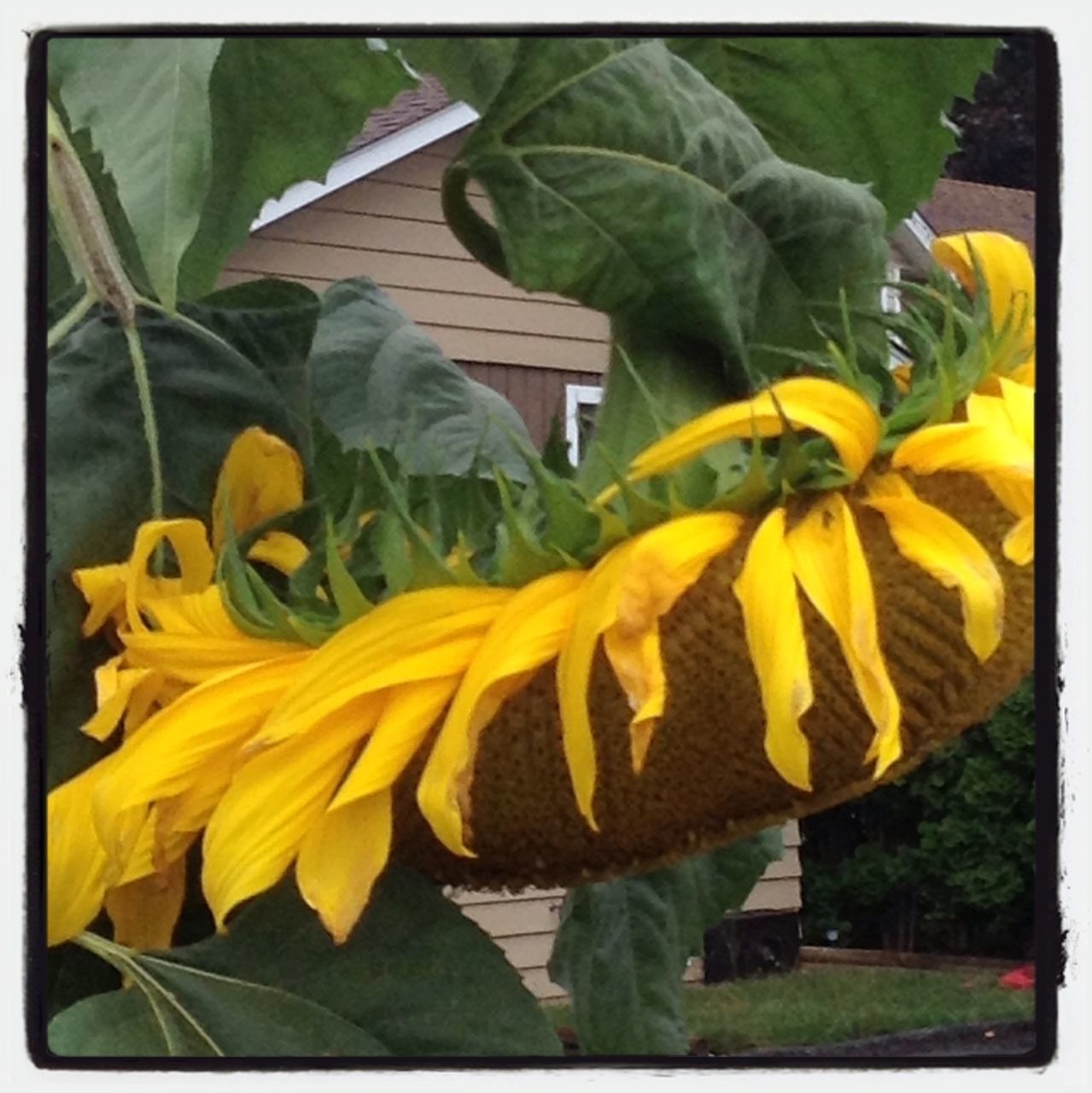 transfer print, yellow, auto post production filter, flower, plant, freshness, growth, leaf, fragility, green color, sunflower, close-up, petal, nature, beauty in nature, day, outdoors, flower head, sunlight, high angle view