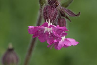 Close-up of pink flower