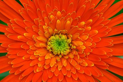 Full frame shot of orange flower