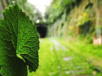 Close-up of fresh green leaf