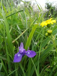 Close-up of purple crocus blooming on field