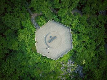 High angle view of grass and plants