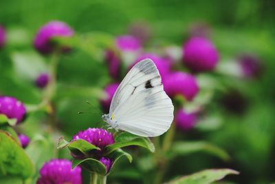 Close-up of butterfly pollinating on purple flowering plant