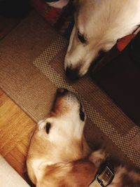 High angle view of dog relaxing at home