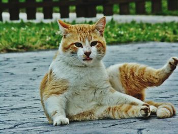 Portrait of cat sitting outdoors