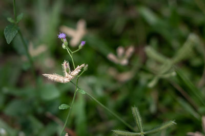 Close-up of insect on flower