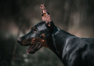 Close-up of dog looking away