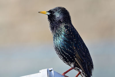 Portrait of a starling perched on a gutter 
