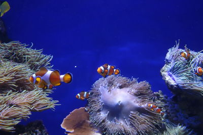 Close-up of clown fish swimming by sea anemone