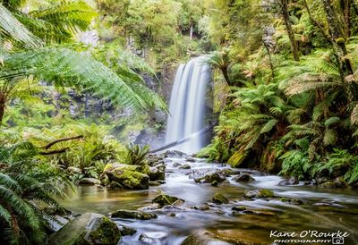 Scenic view of waterfall amidst trees