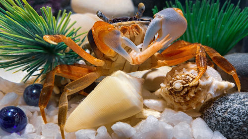 Rainbow crab at lunch time underwater. colorful pet rainbow crab cardisoma armatum in aquarium.