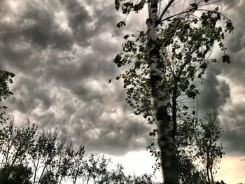 Low angle view of trees against sky