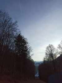 Low angle view of trees against sky