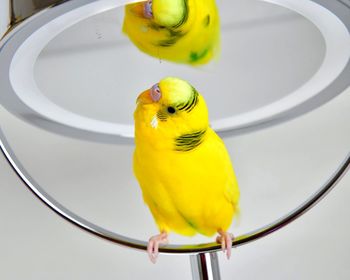 Close-up of yellow parrot perching