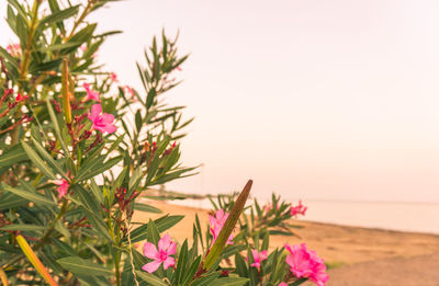 Close-up of pink flowering plant against sky