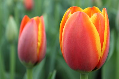 Close-up of red tulip