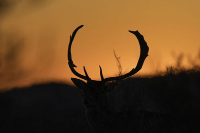 Silhouette of deer