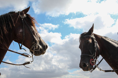 Cloudy day in the stable 