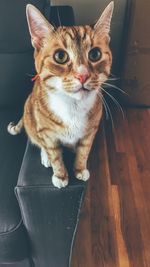 Close-up portrait of cat sitting