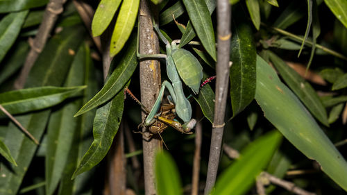 Close-up of insect on plant