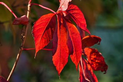 Close-up of red maple leaves against blurred background