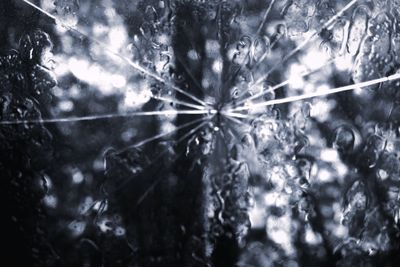 Low angle view of branches