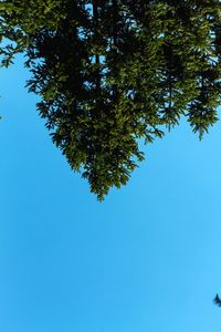 Low angle view of tree against clear blue sky