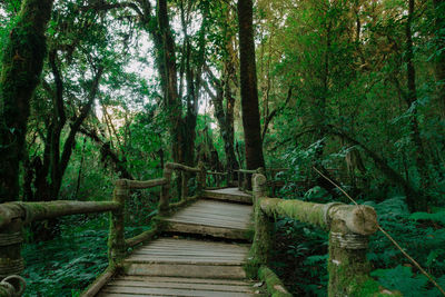 Footbridge amidst trees in forest