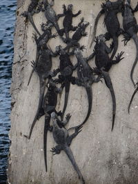 High angle view of starfish on tree trunk