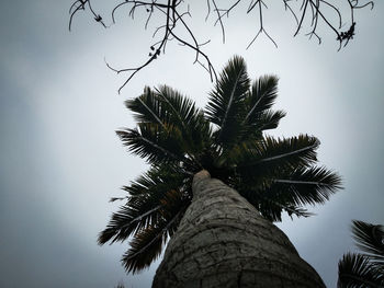 Low angle view of coconut palm tree against sky