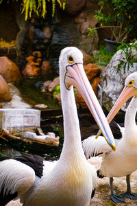 Close-up of pelican in lake