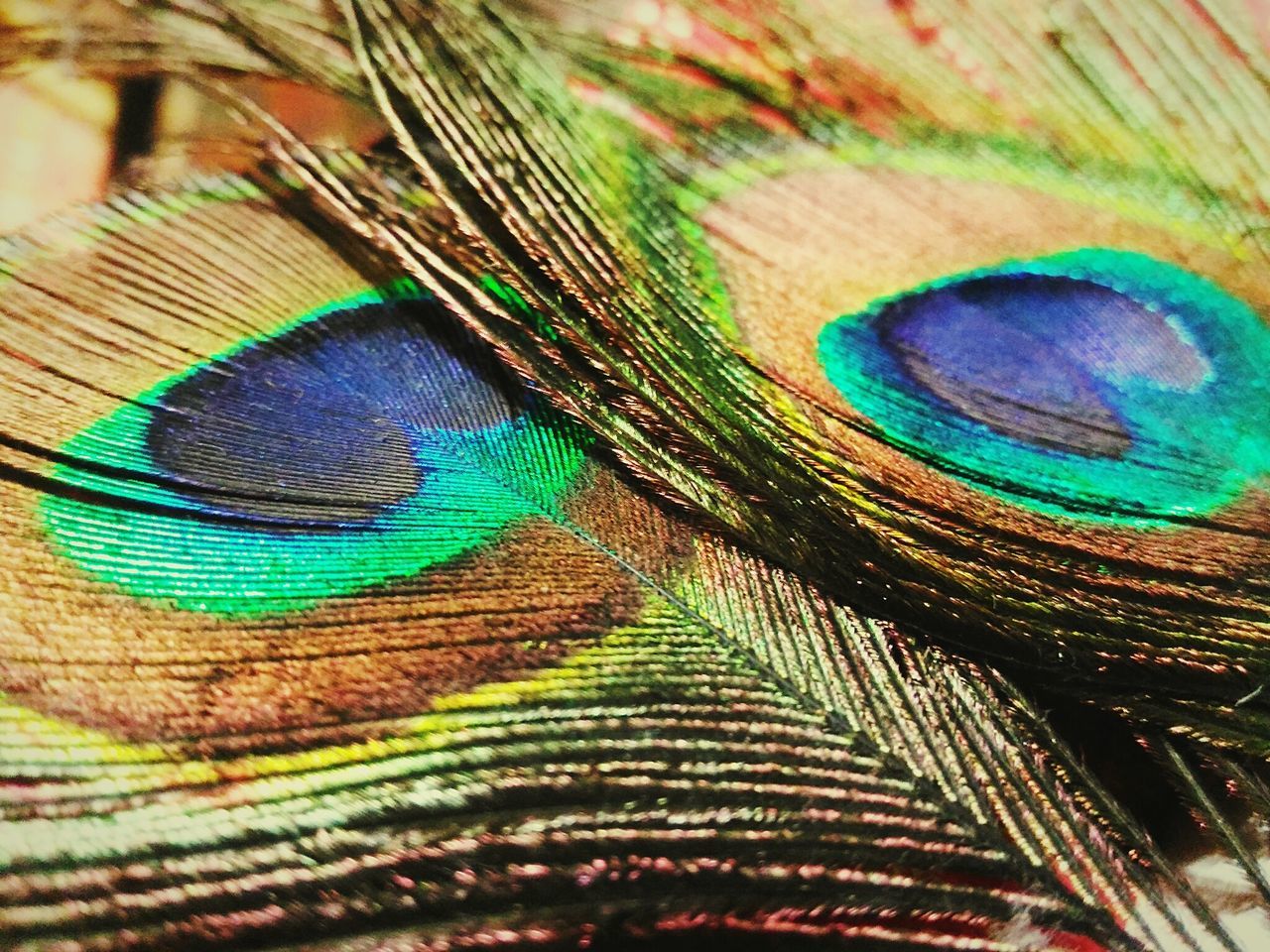 MACRO SHOT OF FEATHERS