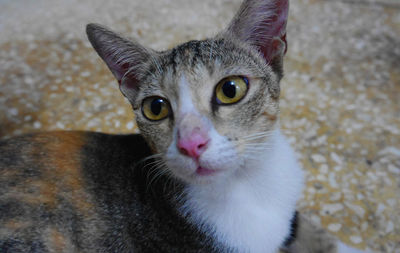 Close upgrey black orange stripped cat staring with pink nose, big eyes, ears and white chest