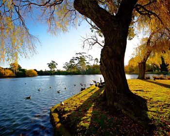 Bare trees by lake