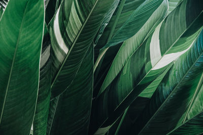 Full frame shot of palm leaves