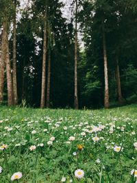 Scenic view of flowering trees in forest
