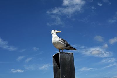 Low angle view of seagull perching on wooden post against sky