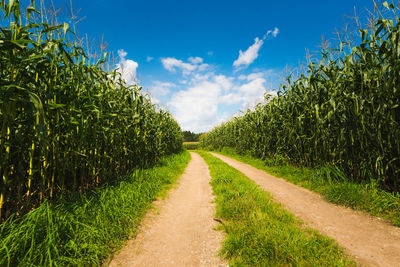 Road amidst agricultural field against sky