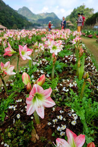 Pink flowers blooming in field