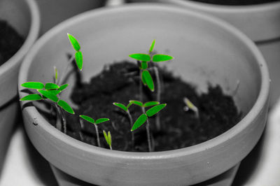 Close-up of potted plant