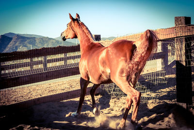 Horse standing against clear sky