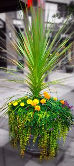 Full frame shot of yellow flowers