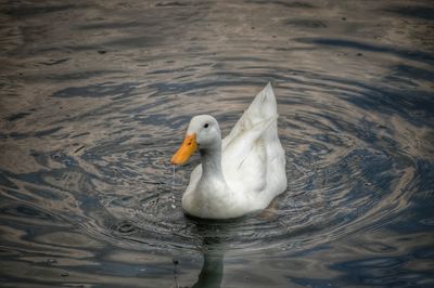 Birds in water