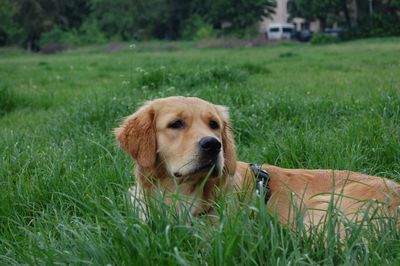 Golden retriever relaxing on grassy field