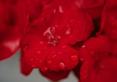 Close-up of wet red flower